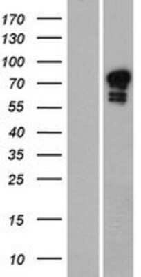 Western Blot: GOLGA6 Overexpression Lysate (Adult Normal) [NBP2-10615] Left-Empty vector transfected control cell lysate (HEK293 cell lysate); Right -Over-expression Lysate for GOLGA6.