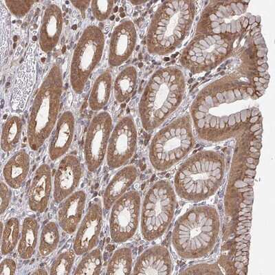Immunohistochemistry-Paraffin: GOLGA7 Antibody [NBP2-14064] - Staining of human stomach shows membranous cytoplasmic and nuclear positivity.
