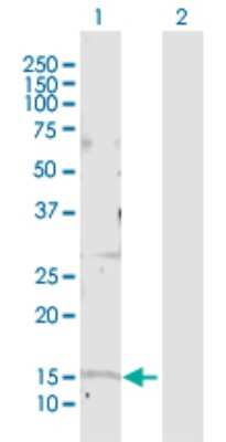 Western Blot: GOLGA7 Antibody [H00051125-D01P] - Analysis of GOLGA7 expression in transfected 293T cell line by GOLGA7 polyclonal antibody.Lane 1: GOLGA7 transfected lysate(15.60 KDa).Lane 2: Non-transfected lysate.