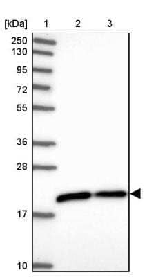 Western Blot: GOLGA7 Antibody [NBP2-14064] - Lane 1: Marker  [kDa] 250, 130, 95, 72, 55, 36, 28, 17, 10.  Lane 2: Human cell line RT-4.  Lane 3: Human cell line U-251MG sp