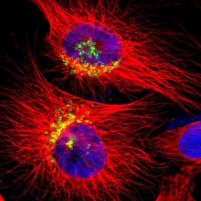 <b>Independent Antibodies Validation. </b>Immunocytochemistry/Immunofluorescence: GOLGB1/Giantin Antibody [NBP1-91937] - Staining of human cell line U-251 MG shows localization to the Golgi apparatus. Antibody staining is shown in green.