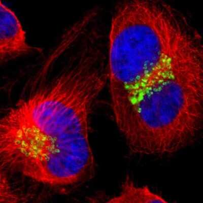<b>Independent Antibodies Validation. </b>Immunocytochemistry/Immunofluorescence: GOLGB1/Giantin Antibody [NBP1-91938] - Immunofluorescent staining of human cell line U-251 MG shows localization to the Golgi apparatus.