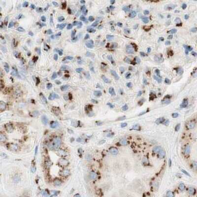 Immunohistochemistry-Paraffin: GOLGB1/Giantin Antibody [NBP1-91937] - Staining of human kidney.