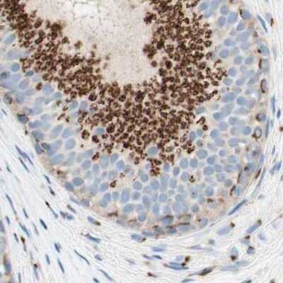 Immunohistochemistry-Paraffin: GOLGB1/Giantin Antibody [NBP1-91937] - Staining of human epididymis.
