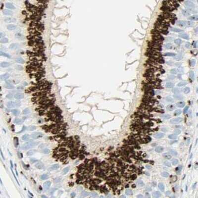Immunohistochemistry-Paraffin: GOLGB1/Giantin Antibody [NBP1-91938] - Staining of human epididymis.