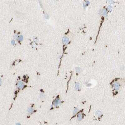 Immunohistochemistry-Paraffin: GOLGB1/Giantin Antibody [NBP1-91938] - Staining of human cerebral cortex.
