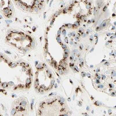 Immunohistochemistry-Paraffin: GOLGB1/Giantin Antibody [NBP1-91938] - Staining of human kidney.