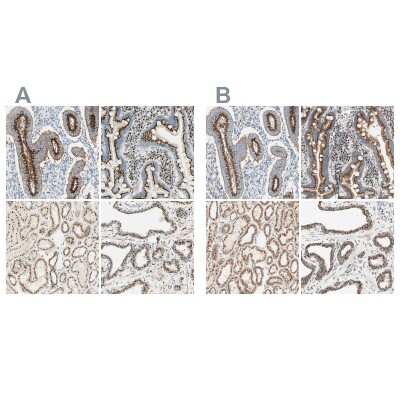 Immunohistochemistry-Paraffin: GOLGB1/Giantin Antibody [NBP1-91938] - Staining of human endometrium, gastrointestinal, kidney and prostate using Anti-GOLGB1/Giantin antibody NBP1-91938 (A) shows similar protein distribution across tissues to independent antibody NBP1-91937 (B).