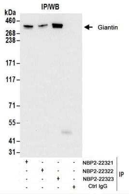 Immunoprecipitation: GOLGB1/Giantin Antibody [NBP2-22321] - Whole cell lysate (1 mg for IP; 20% of IP loaded) from 293T cells.  Antibodies:  NBP2-22321 used for IP at 6 ug/mg lysate.  GOLGB1 was also immunoprecipitated by rabbit anti-GOLGB1 antibodies NBP2-22322 and NBP2-22323.  For blotting immunoprecipitated GOLGB1, NBP2-22321 was used at 1 ug/ml.  Detection: Chemiluminescence with an exposure time of 10 seconds.