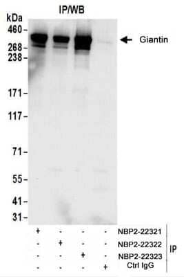 <b>Biological Strategies Validation. </b>Immunoprecipitation: GOLGB1/Giantin Antibody [NBP2-22322] - Whole cell lysate (1 mg for IP; 20% of IP loaded) from 293T cells.   Antibodies: NBP2-22322 used for IP at 6 ug/mg lysate.  Giantin was also immunoprecipitated by rabbit anti-  Giantin antibodies NBP2-22321 and NBP2-22323.  For blotting immunoprecipitated Giantin, NBP2-22322 was used at 1 ug/ml.    Detection: Chemiluminescence with an exposure time of 10 seconds.