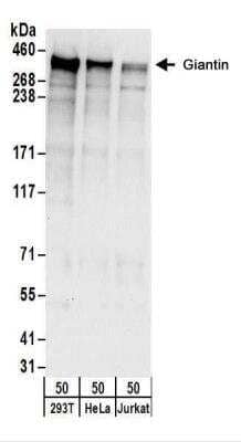 Western Blot: GOLGB1/Giantin Antibody [NBP2-22321] - Whole cell lysate (50 ug) from 293T, HeLa, and Jurkat cells. NBP2-22321 used for WB at 0.1 ug/mL.  Detection: Chemiluminescence with an exposure time of 10 seconds.