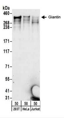 Western Blot: GOLGB1/Giantin Antibody [NBP2-22322] - Whole cell lysate (50 ug) from 293T, HeLa, and Jurkat cells.  NBP2-22322 used for WB at 0.1 ug/ml.  Detection: Chemiluminescence with an exposure time of 30 seconds.