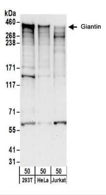 Western Blot: GOLGB1/Giantin Antibody [NBP2-22323] - Whole cell lysate (50 ug) from 293T, HeLa, and Jurkat cells.  NBP2-22323 used for WB at 0.1 ug/ml.  Detection: Chemiluminescence with an exposure time of 30 seconds.