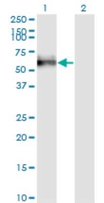 Western Blot: GOLM1 Antibody (3B10) [H00051280-M04] - Analysis of GOLM1 expression in transfected 293T cell line by GOLPH2 monoclonal antibody (M04), clone 3B10. Lane 1: GOLM1 transfected lysatE (45.3 KDa). Lane 2: Non-transfected lysate.