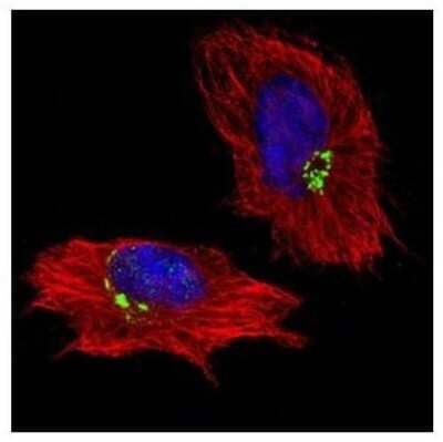 Immunocytochemistry/Immunofluorescence: GOLM1 Antibody [NBP2-16706] - Confocal immunofluorescence analysis of methanol-fixed HeLa, using GOLPH2 antibody (Green) at 1:500 dilution. Alpha-tubulin filaments are labeled with Alpha-tubulin antibody (Red) at 1:2000.