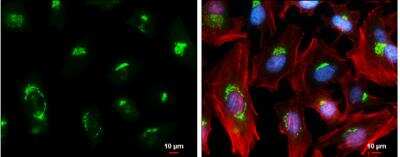 Immunocytochemistry/Immunofluorescence: GOLM1 Antibody [NBP2-16706] - HeLa cells were fixed in 4% paraformaldehyde at RT for 15 min. Green: GOLPH2 stained by GOLPH2 antibody diluted at 1:500. Red: phalloidin, a cytoskeleton marker, diluted at 1:100. Blue: Hoechst 33342 staining. Scale bar= 10 um.