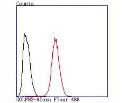 Flow Cytometry: GOLM1 Antibody (JA63-03) [NBP2-66876] - Analysis of Hela cells with GOLPH2 antibody at 1/100 dilution (red) compared with an unlabelled control (cells without incubation with primary antibody; black).