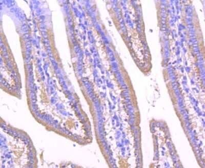 Immunohistochemistry-Paraffin: GOLM1 Antibody (JA63-03) [NBP2-66876] - Analysis of paraffin-embedded mouse small intestine tissue using anti-GOLPH2 antibody. Counter stained with hematoxylin.