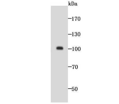Western Blot: GOLM1 Antibody (JA63-03) [NBP2-66876] - Analysis of GOLPH2 on SH-SY5Y cell lysate using anti-GOLPH2 antibody at 1/1,000 dilution.