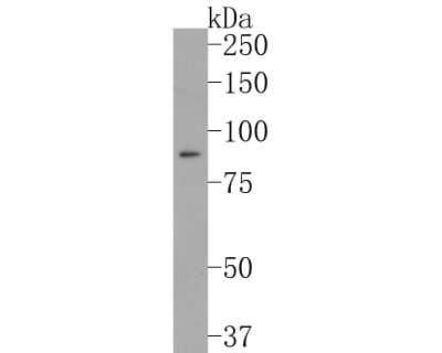 Western Blot: GOLM1 Antibody (JA63-03) [NBP2-66876] - Analysis of GOLM1 on 293T cell lysates. Proteins were transferred to a PVDF membrane and blocked with 5% BSA in PBS for 1 hour at room temperature. The primary antibody (1/500) was used in 5% BSA at room temperature for 2 hours. Goat Anti-Rabbit IgG - HRP Secondary Antibody at 1:200,000 dilution was used for 1 hour at room temperature.