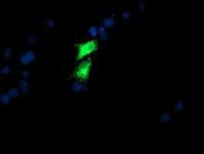 Immunocytochemistry/Immunofluorescence: GOLM1 Antibody (OTI4B12) - Azide and BSA Free [NBP2-71916] - Staining of COS7 cells transiently transfected by pCMV6-ENTRY GOLM1.