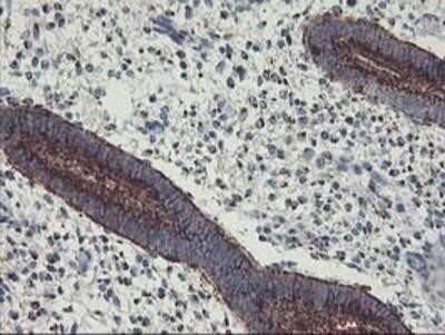 Immunohistochemistry: GOLM1 Antibody (OTI4B12) - Azide and BSA Free [NBP2-71916] - Staining of paraffin-embedded Human endometrium tissue using anti-GOLM1 mouse monoclonal antibody.