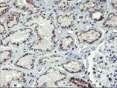Immunohistochemistry: GOLM1 Antibody (OTI4B12) - Azide and BSA Free [NBP2-71916] - Staining of paraffin-embedded Human Kidney tissue using anti-GOLM1 mouse monoclonal antibody.