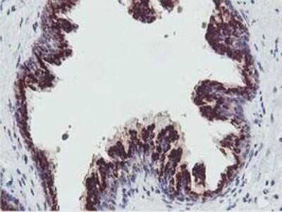 Immunohistochemistry: GOLM1 Antibody (OTI4B12) - Azide and BSA Free [NBP2-71916] - Staining of paraffin-embedded Human prostate tissue using anti-GOLM1 mouse monoclonal antibody.