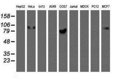 Western Blot: GOLM1 Antibody (OTI4B12) - Azide and BSA Free [NBP2-71916] - Analysis of extracts (35ug) from 9 different cell lines by using anti-GOLM1 monoclonal antibody.