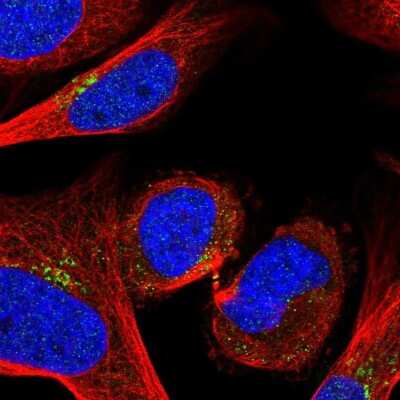 Immunocytochemistry/Immunofluorescence: GOLPH3 Antibody [NBP2-58286] - Staining of human cell line U-2 OS shows localization to the Golgi apparatus & vesicles.