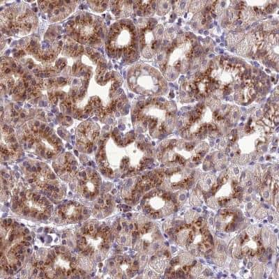 Immunohistochemistry: GOLPH3 Antibody [NBP1-81804] - Staining of human stomach shows cytoplasmic positivity in glandular cells.