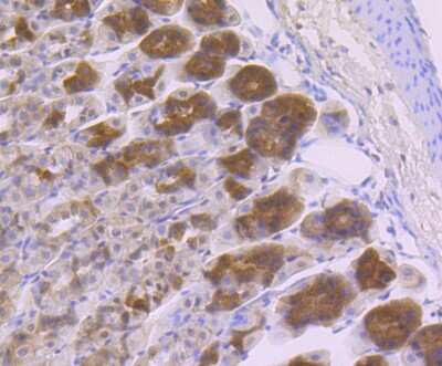 Immunohistochemistry-Paraffin: GOLPH3 Antibody [NBP2-75515] - Analysis of paraffin-embedded mouse stomach tissue using anti-GOLPH3 antibody. Counter stained with hematoxylin.