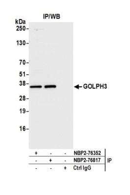 Immunoprecipitation: GOLPH3 Antibody [NBP2-76352] - Detection of human GOLPH3 by western blot of immunoprecipitates. Samples: Whole cell lysate (1.0 mg per IP reaction; 20% of IP loaded) from HeLa cells prepared using NETN lysis buffer. Antibodies: Affinity purified rabbit anti-GOLPH3 antibody NBP2-76352 used for IP at 100 ul per reaction. GOLPH3 was also immunoprecipitated by rabbit anti-GOLPH3 antibody NBP2-76817. For blotting immunoprecipitated GOLPH3, NBP2-76352 was used at 1:1000. Detection: Chemiluminescence with an exposure time of 3 seconds.