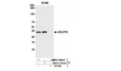 Immunoprecipitation: GOLPH3 Antibody [NBP2-76817] - Whole cell lysate (1.0 mg per IP reaction; 20% of IP loaded) from HeLa cells prepared using NETN lysis buffer. Antibodies: Affinity purified rabbit anti-GOLPH3 antibody NBP2-76817 used for IP at 15 ul per reaction. GOLPH3 was also immunoprecipitated by rabbit anti-GOLPH3 antibody NBP2-76352. For blotting immunoprecipitated GOLPH3, NBP2-76352 was used at 1:1000. Detection: Chemiluminescence with an exposure time of 3 seconds.