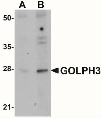 Western Blot: GOLPH3 Antibody [NBP1-76241] - Western blot analysis of GOLPH3 in rat lung tissue lysate with GOLPH3 antibody at (A) 0.5 and (B) 1 ug/mL.