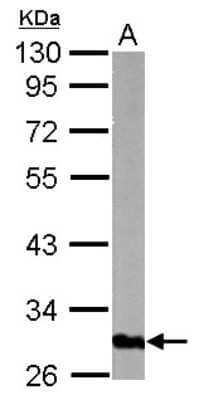 Western Blot: GOLPH3 Antibody [NBP2-16707] - Sample (50 ug of whole cell lysate) A: Mouse Lung, 10% SDS PAGE gel, diluted at 1:3000.