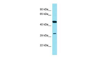 Western Blot: GOLPH3L Antibody [NBP3-09729] - Western blot analysis of GOLPH3L in MCF7 Whole Cell lysates. Antibody dilution at 1.0ug/ml