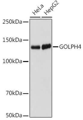Western Blot: GOLPH4 Antibody (10J7E6) [NBP3-15917] - Western blot analysis of extracts of various cell lines, using GOLPH4 antibody (NBP3-15917) at 1:1000 dilution. Secondary antibody: HRP Goat Anti-Rabbit IgG (H+L) at 1:10000 dilution. Lysates/proteins: 25ug per lane. Blocking buffer: 3% nonfat dry milk in TBST. Detection: ECL Enhanced Kit. Exposure time: 60s.