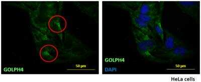 Immunocytochemistry/Immunofluorescence: GOLPH4 Antibody (5E11) [H00027333-M01] - Analysis of monoclonal antibody to GOLPH4 on HeLa cell. Antibody concentration 10 ug/ml.