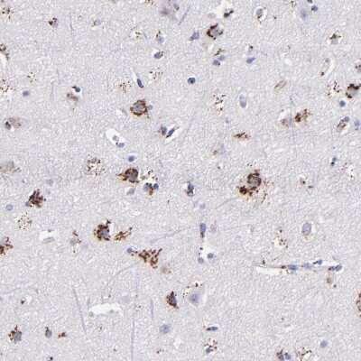 Immunohistochemistry-Paraffin: GOLPH4 Antibody [NBP1-91954] - Staining of human cerebral cortex shows strong granular cytoplasmic positivity in neurons and glial cells.