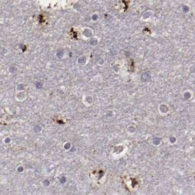Immunohistochemistry-Paraffin: GOLPH4 Antibody [NBP1-91955] - Staining of human cerebral cortex.