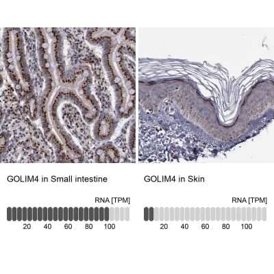 <b>Orthogonal Strategies Validation. </b>Immunohistochemistry-Paraffin: GOLPH4 Antibody [NBP1-91955] - Analysis in human small intestine and skin tissues using NBP1-91955 antibody. Corresponding GOLIM4 RNA-seq data are presented for the same tissues.