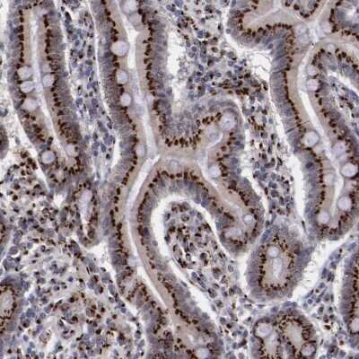Immunohistochemistry-Paraffin: GOLPH4 Antibody [NBP1-91955] - Staining of human small intestine shows strong positivity in Golgi apparatus in glandular cells.