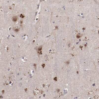 Immunohistochemistry-Paraffin: GOLPH4 Antibody [NBP1-91955] - Staining of human cerebral cortex shows strong granular cytoplasmic positivity in neurons and glial cells.