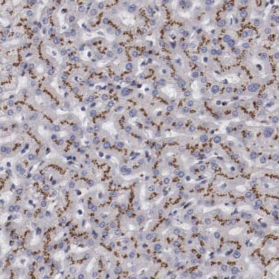 Immunohistochemistry-Paraffin GOLPH4 Antibody - BSA Free