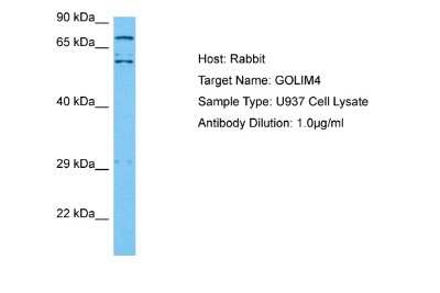 Western Blot: GOLPH4 Antibody [NBP2-87516] - Host: Rabbit. Target Name: GOLIM4. Sample Tissue: Human U937 Whole Cell lysates. Antibody Dilution: 1ug/ml