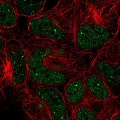 Immunocytochemistry/ Immunofluorescence GON4L Antibody - BSA Free