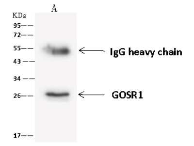 Immunoprecipitation: GOSR1 Antibody [NBP2-97808] - GOSR1 was immunoprecipitated using: Lane A: 0.5 mg A-431 Whole Cell Lysate 4 ul anti-GOSR1 rabbit polyclonal antibody and 60 ug of Immunomagnetic beads Protein A/G.  Primary antibody: Anti-GOSR1 rabbit polyclonal antibody, at 1:100 dilution. Secondary antibody: Goat Anti-Rabbit IgG (H+L)/HRP at 1/10000 dilution. Developed using the ECL technique. Performed under reducing conditions. Predicted band size: 29 kDa. Observed band size: 29 kDa