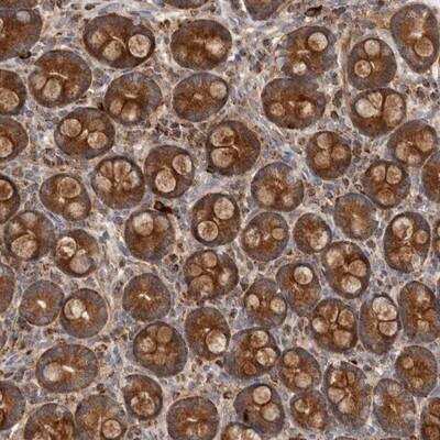 Immunohistochemistry-Paraffin: GOT1L1 Antibody [NBP1-93487] - Staining of human duodenum shows strong cytoplasmic positivity in glandular cells.