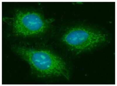 Immunocytochemistry/Immunofluorescence: GOT2 Antibody (8B11) [NBP2-59428] - Analysis of GOT2 in HeLa cells line, stained with DAPI (Blue) for nucleus staining and monoclonal anti-human GOT2 antibody (1:100) with goat anti-mouse IgG-Alexa fluor 488 conjugate (Green).